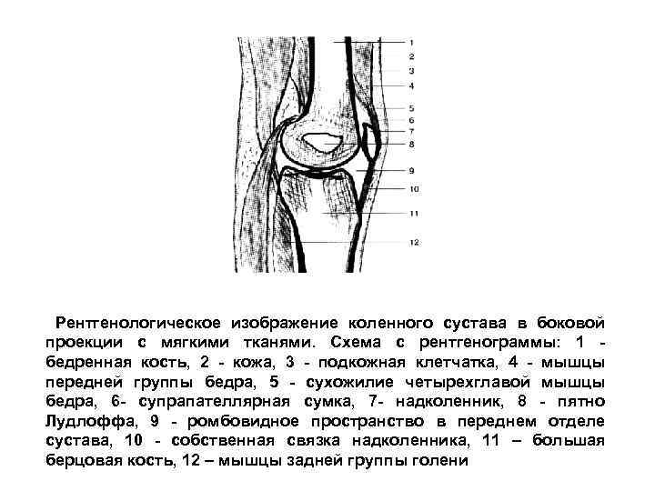 Завороты коленного сустава схема