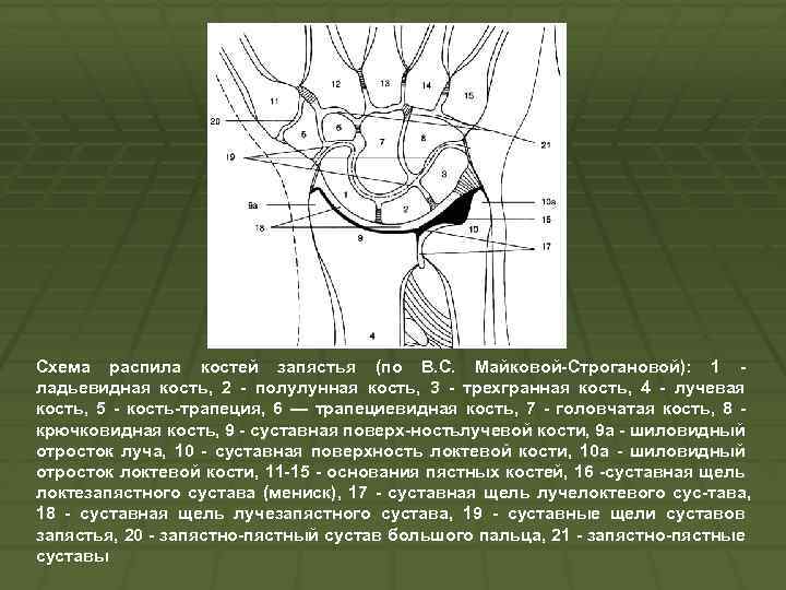 Схема распила костей запястья (по B. C. Майковой Строгановой): 1 ладьевидная кость, 2 полулунная