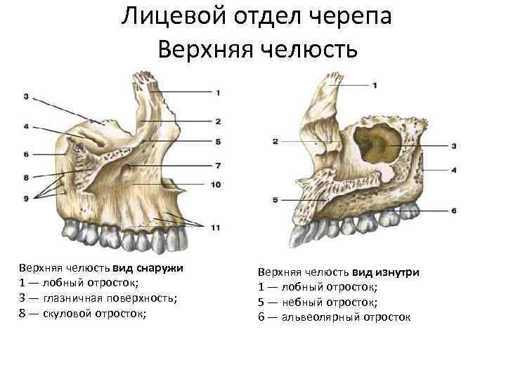 Верхняя челюсть рисунок анатомия