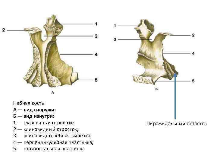 Небные дужки рисунок