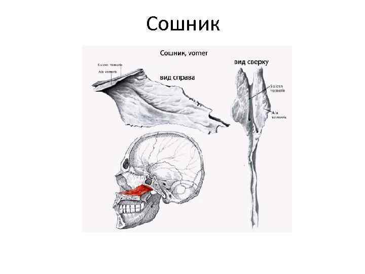 Сошник. Кости черепа сошник. Сошник анатомия строение. Сошник анатомия Синельников. Строение черепа сошник.