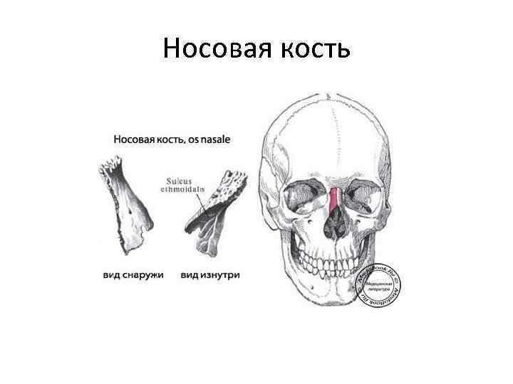 Носовая кость 