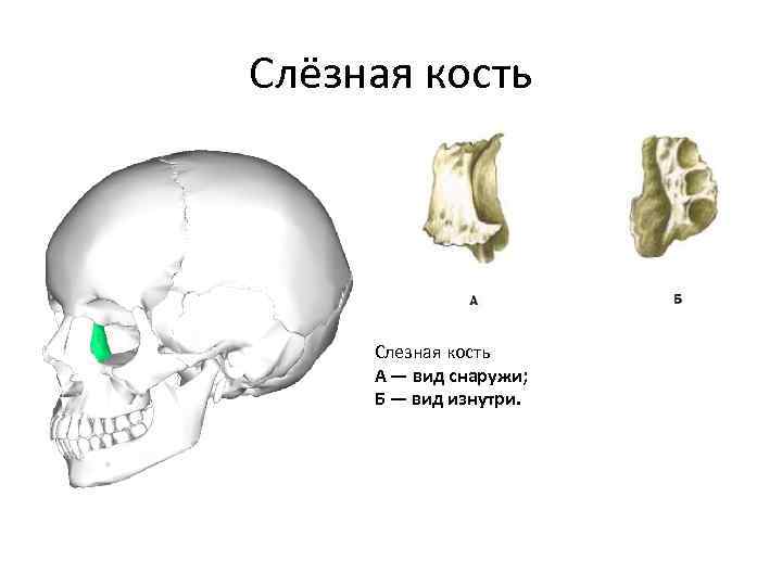 Кость луз фото