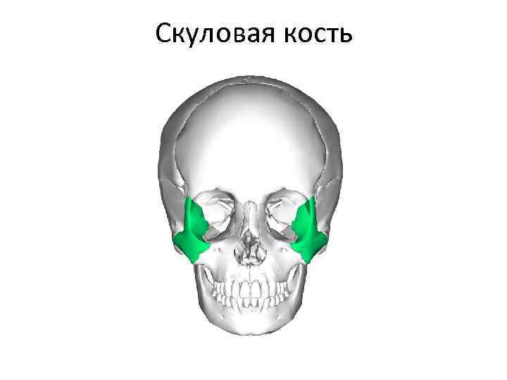 Скуловая дуга картинки