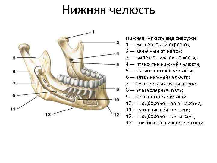 Нижний край нижней челюсти. Нижняя челюсть анатомия строение кости. Мыщелковый отросток нижней челюсти анатомия. Нижняя челюсть кость анатомия. Венечный отросток нижней челюсти.