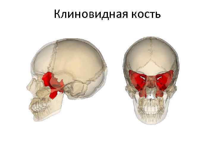 Клиновидная кость 