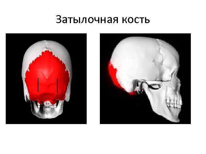 Затылочная кость 