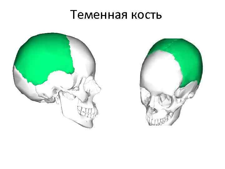 2 теменные кости. Теменная кость черепа анатомия. Левая теменная кость анатомия. Лобная кость теменная кость. Теменная кость анатомия строение.