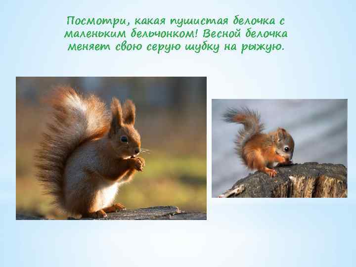 Посмотри, какая пушистая белочка с маленьким бельчонком! Весной белочка меняет свою серую шубку на