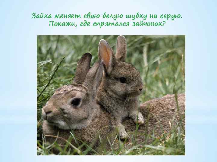 Зайка меняет свою белую шубку на серую. Покажи, где спрятался зайчонок? 