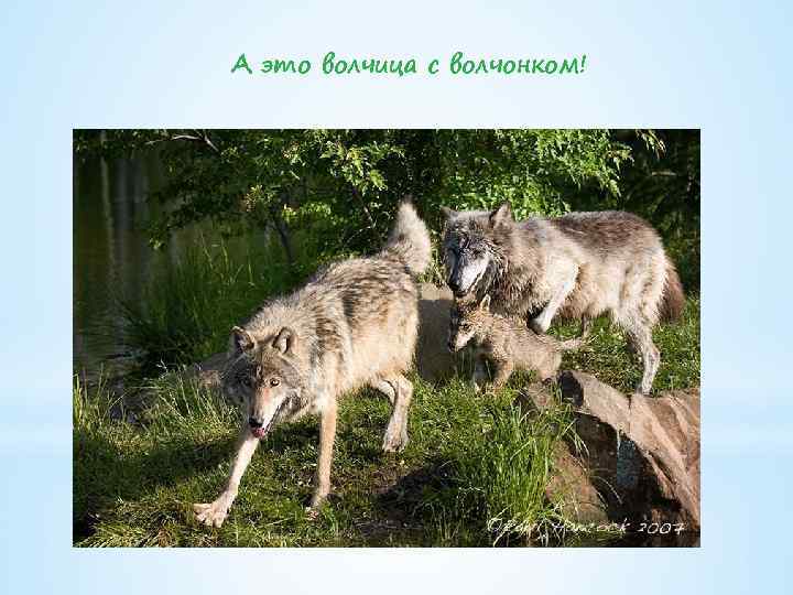 А это волчица с волчонком! 