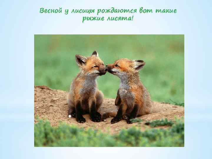 Весной у лисицы рождаются вот такие рыжие лисята! 