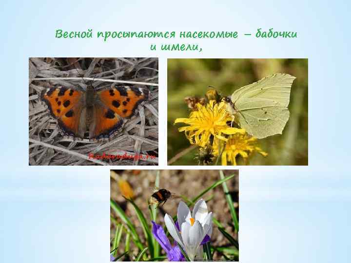 Весной просыпаются насекомые – бабочки и шмели, 
