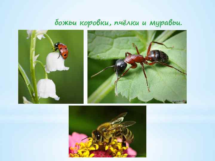 божьи коровки, пчёлки и муравьи. 