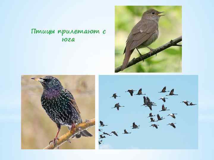 Птицы прилетающие весной в россию