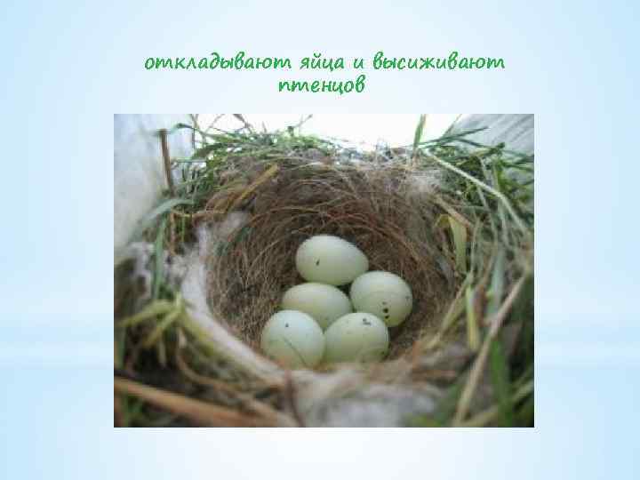 откладывают яйца и высиживают птенцов 