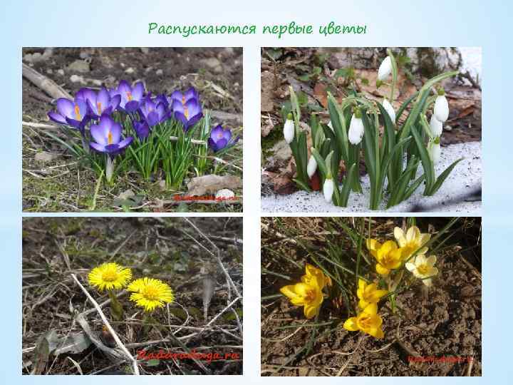 Распускаются первые цветы 