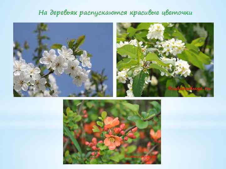 На деревьях распускаются красивые цветочки 