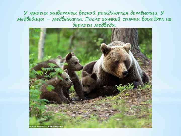 У многих животных весной рождаются детёныши. У медведицы – медвежата. После зимней спячки выходят