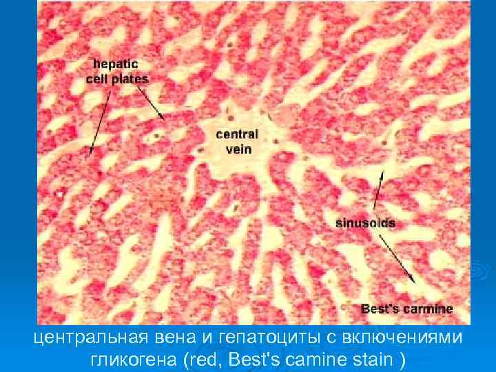 центральная вена и гепатоциты с включениями гликогена (red, Best's camine stain ) 