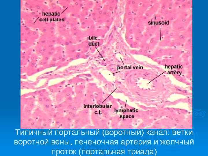 Типичный портальный (воротный) канал: ветки воротной вены, печеночная артерия и желчный проток (портальная триада)