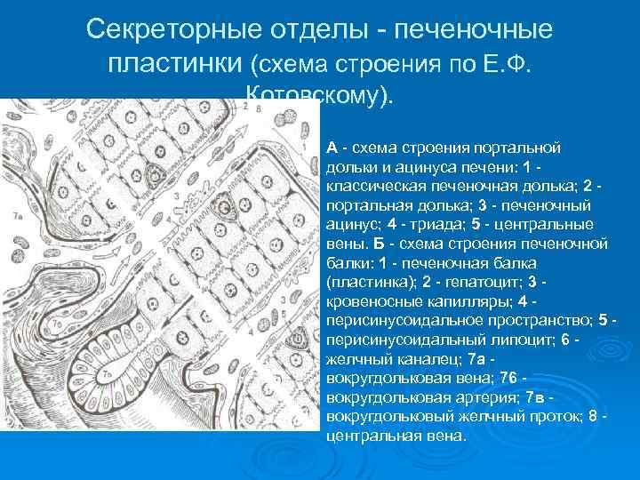 Секреторные отделы печеночные пластинки (схема строения по Е. Ф. Котовскому). А схема строения портальной