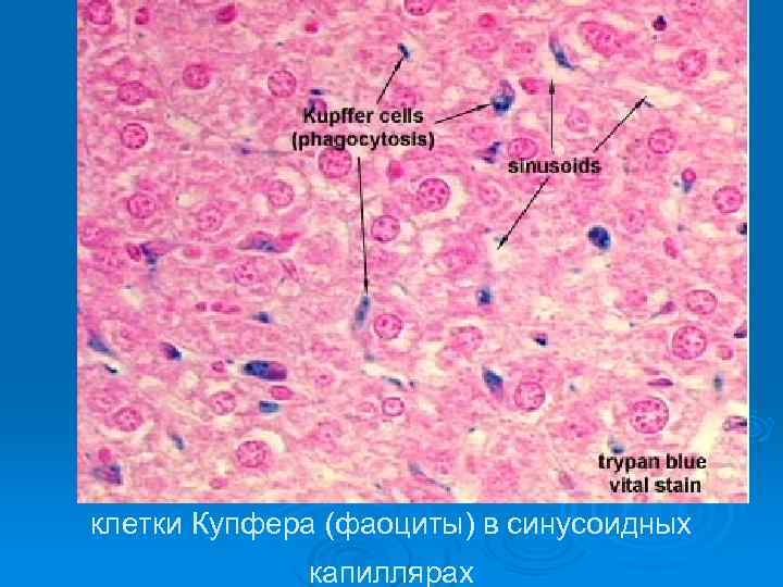клетки Купфера (фаоциты) в синусоидных капиллярах 