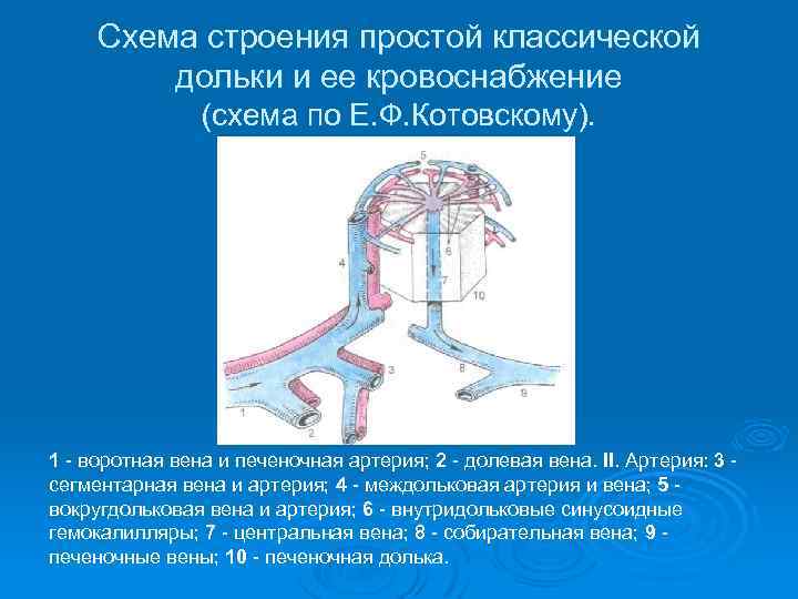 Схема строения простой классической дольки и ее кровоснабжение (схема по Е. Ф. Котовскому). 1