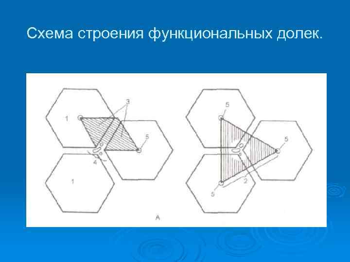 Схема строения функциональных долек. 