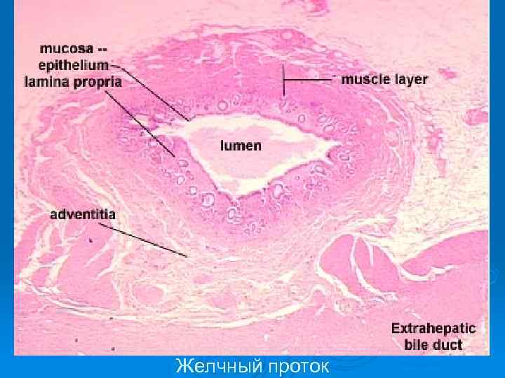 Желчный проток 
