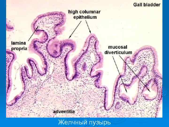 Желчный пузырь 