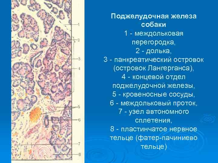 Поджелудочная железа собаки 1 междольковая перегородка, 2 долька, 3 панкреатический островок (островок Лангерганса), 4