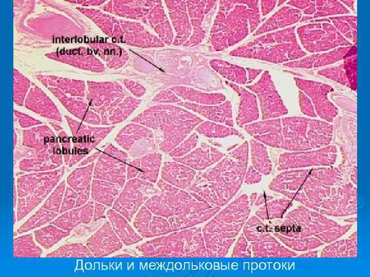 Дольки и междольковые протоки 