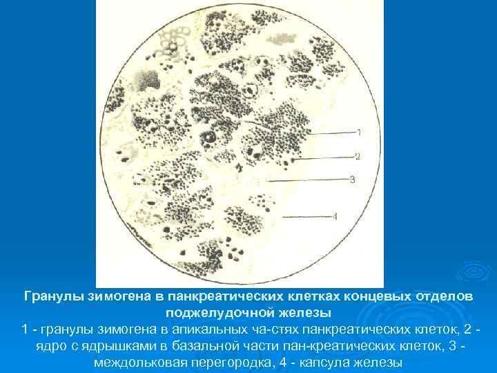 Гранулы зимогена в панкреатических клетках концевых отделов поджелудочной железы 1 гранулы зимогена в апикальных
