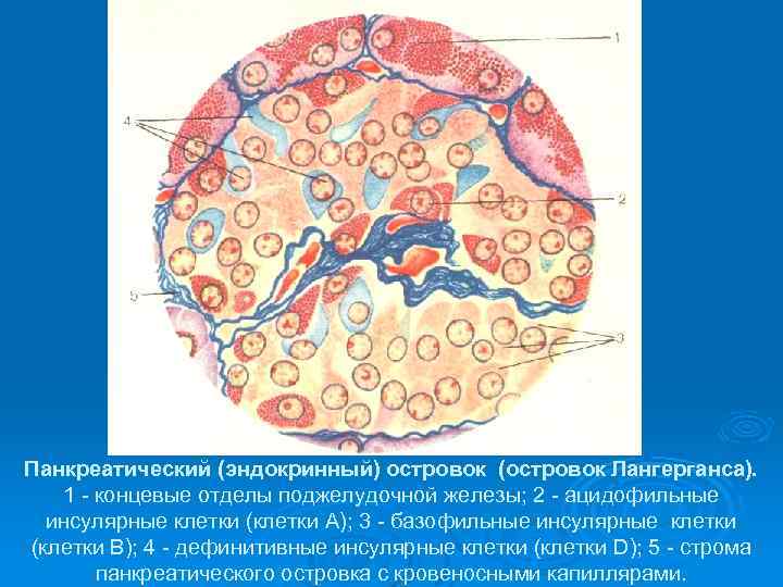 Панкреатический (эндокринный) островок (островок Лангерганса). 1 концевые отделы поджелудочной железы; 2 ацидофильные инсулярные клетки