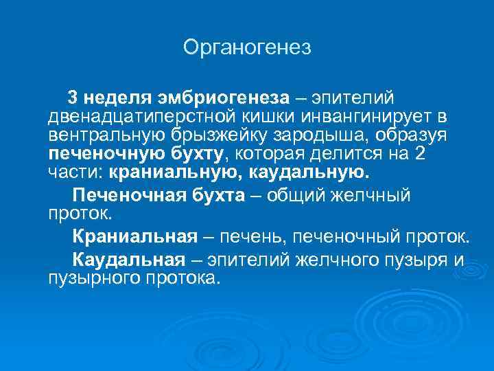 Органогенез 3 неделя эмбриогенеза – эпителий двенадцатиперстной кишки инвангинирует в вентральную брызжейку зародыша, образуя