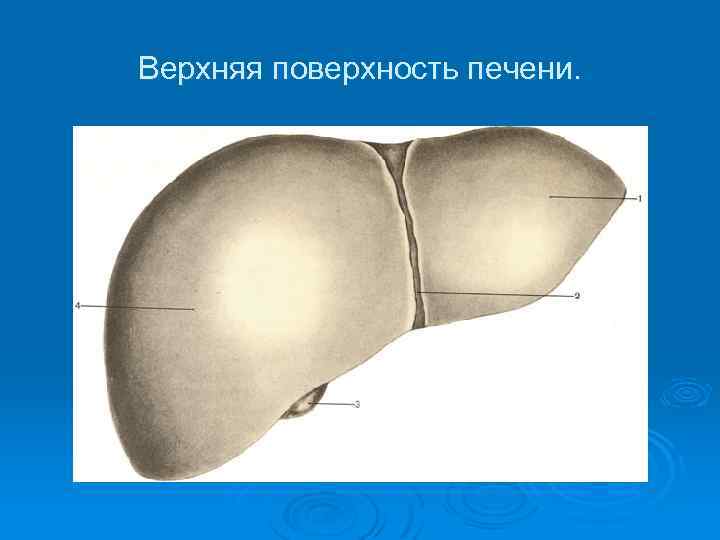 Поверхности печени. Верхняя поверхность печени. Верхнезадняя поверхность вечени.