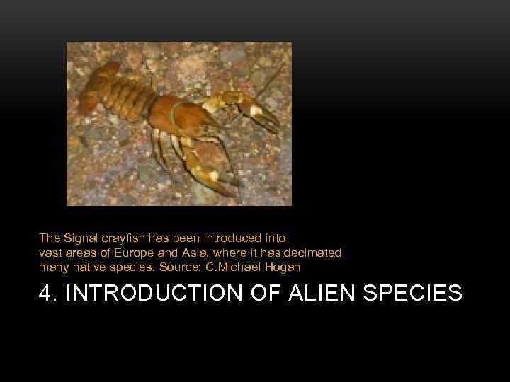 The Signal crayfish has been introduced into vast areas of Europe and Asia, where