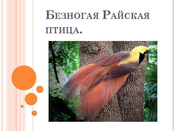 БЕЗНОГАЯ РАЙСКАЯ ПТИЦА. 