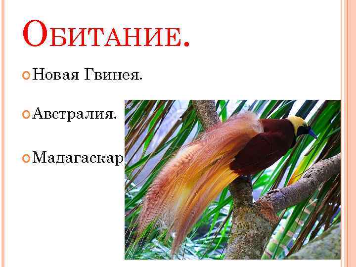 ОБИТАНИЕ. Новая Гвинея. Австралия. Мадагаскар. 