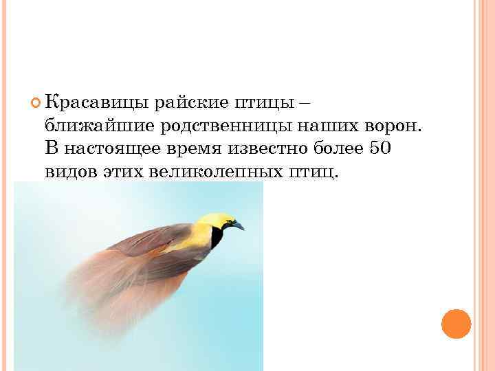  Красавицы райские птицы – ближайшие родственницы наших ворон. В настоящее время известно более