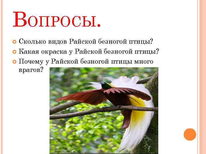 ВОПРОСЫ. Сколько видов Райской безногой птицы? Какая окраска у Райской безногой птицы? Почему у