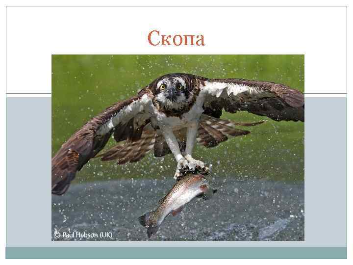 Скопа 