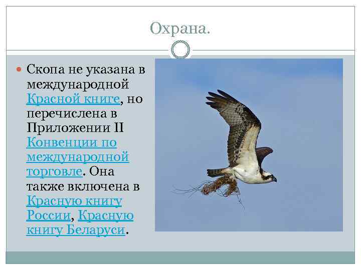 Охрана. Скопа не указана в международной Красной книге, но перечислена в Приложении II Конвенции