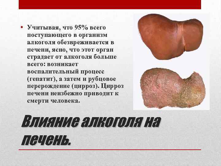  • Учитывая, что 95% всего поступающего в организм алкоголя обезвреживается в печени, ясно,