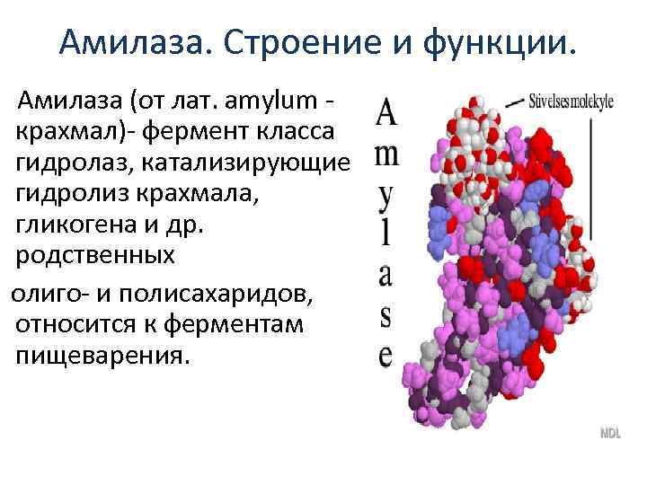 Ферменты сердца. Фермент Альфа амилаза слюны. Α-амилаза строение. Строение амилазы слюны. Амилаза мембранный белок.