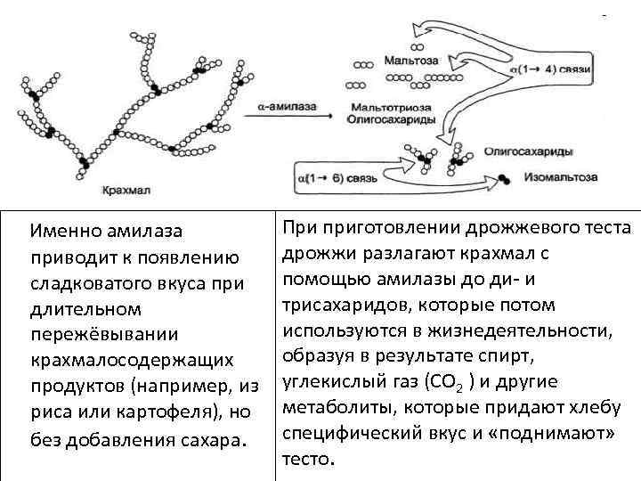  Именно амилаза При приготовлении дрожжевого теста дрожжи разлагают крахмал с приводит к появлению