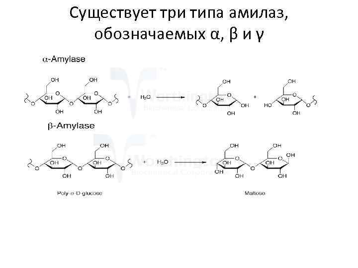 Существует три типа амилаз, обозначаемых α, β и γ 