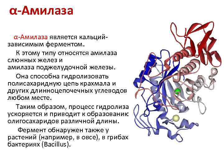 Какая структура у белков ферментов. Амилаза строение фермента. Α-амилаза строение. Ферменты амилазы структура. Амилаза структура белка.