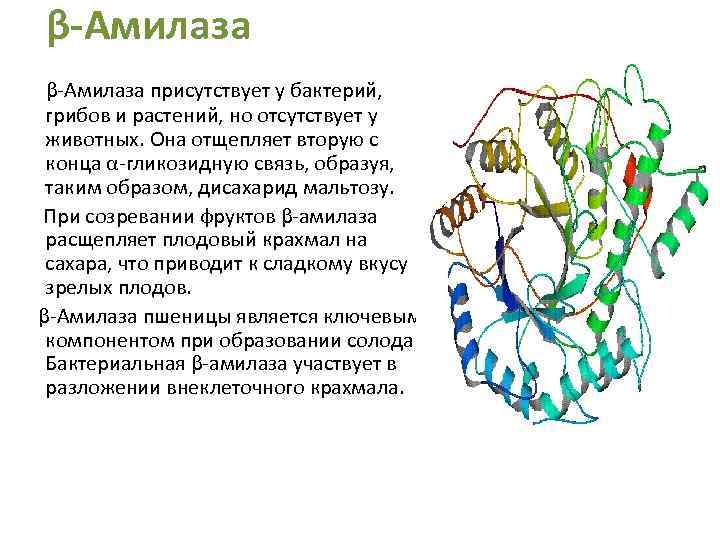 Что такое амилаза. Гамма амилаза. Фермент амилаза формула. Амилаза строение фермента. Гамма и Альфа амилаза.